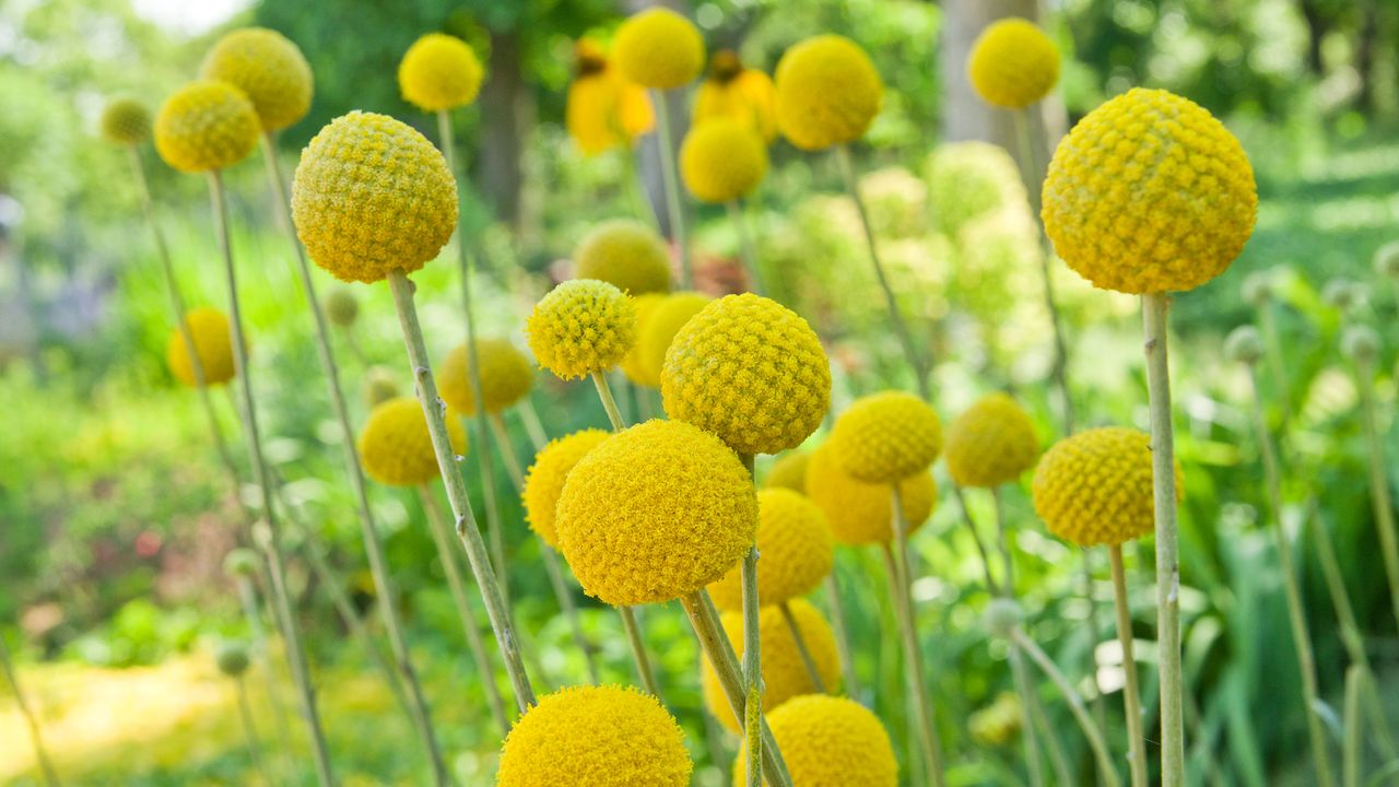 Unusual flowers of craspedia in the cutting garden