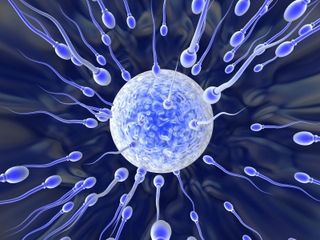 Sperm and Egg. Sperm swim toward an egg, a potential aftermath of teen sex. Surveys of teens reveal that sex education is more effective when teachers emphasize the importance of the material, not the tests. 
