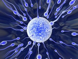 Sperm and Egg. Sperm swim toward an egg, a potential aftermath of teen sex. Surveys of teens reveal that sex education is more effective when teachers emphasize the importance of the material, not the tests.