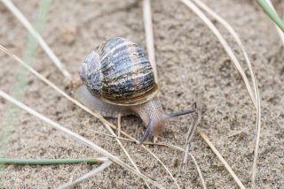 Snail, Cornu asperum