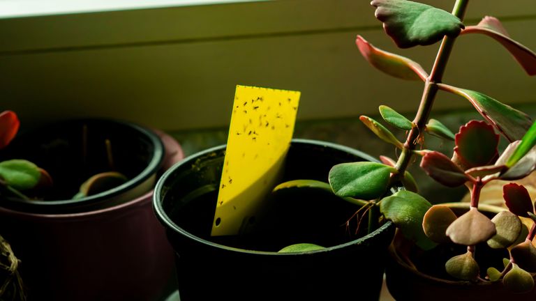 Yellow sticky trap in a houseplant pot with gnats on it