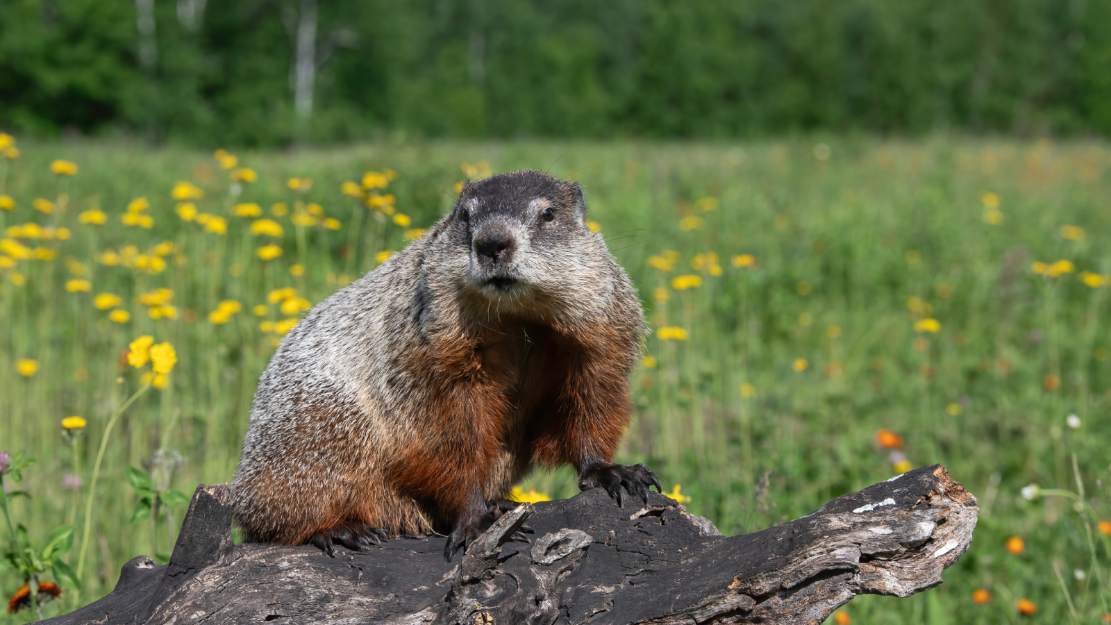 Groundhog on a log in a prairie