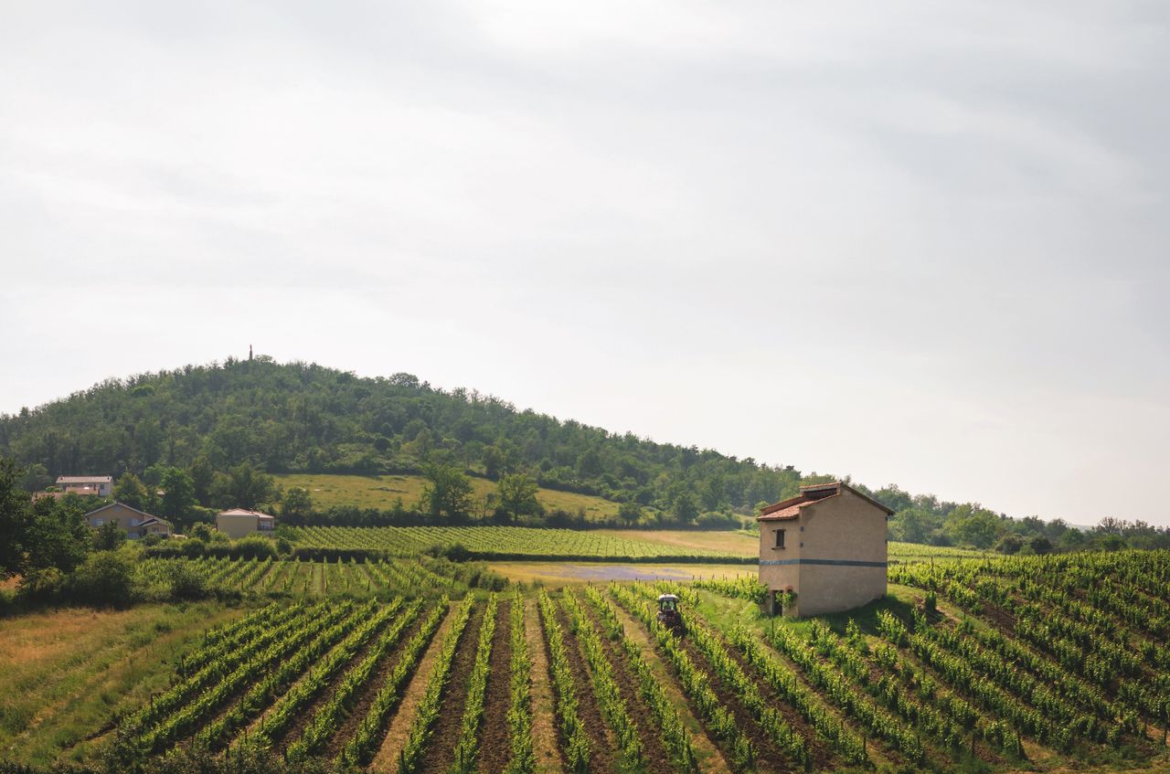 Forgotten France: The volcanic wines of Côtes du Forez