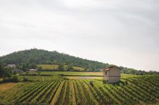 vineyards in Cote du Forez