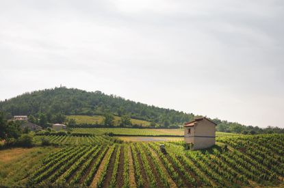 vineyards in Cote du Forez