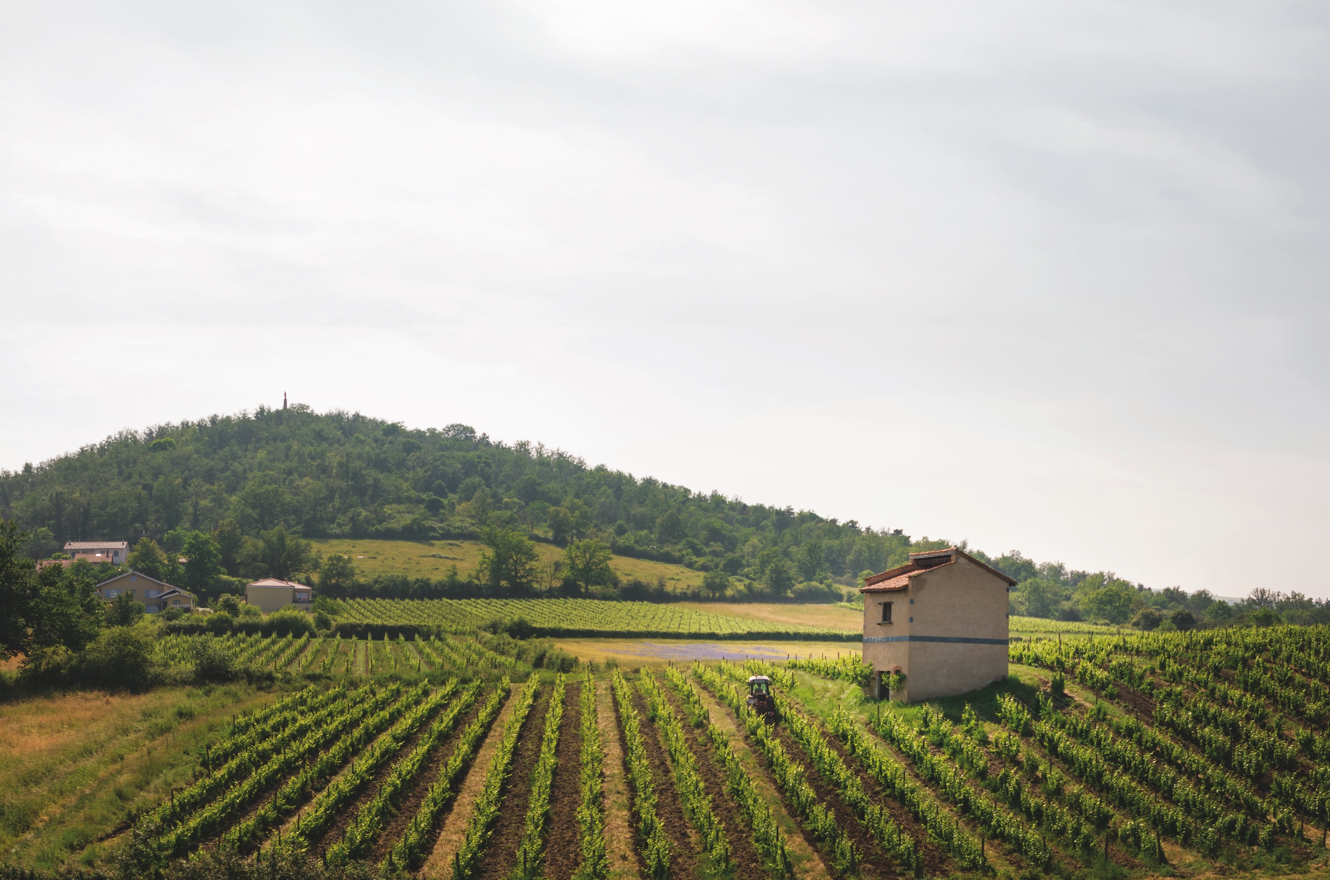 vineyards in Cote du Forez
