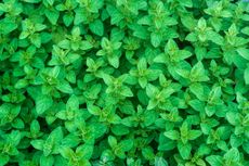 mint: an invasive garden plant