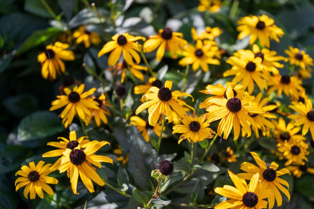 Nikon Z 24‑70mm f/2.8 S II example shot