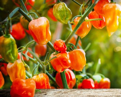 Vegetables To Plant In December: 12 Crops To Sow And Grow 