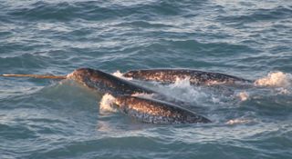 A pod of narwhals.