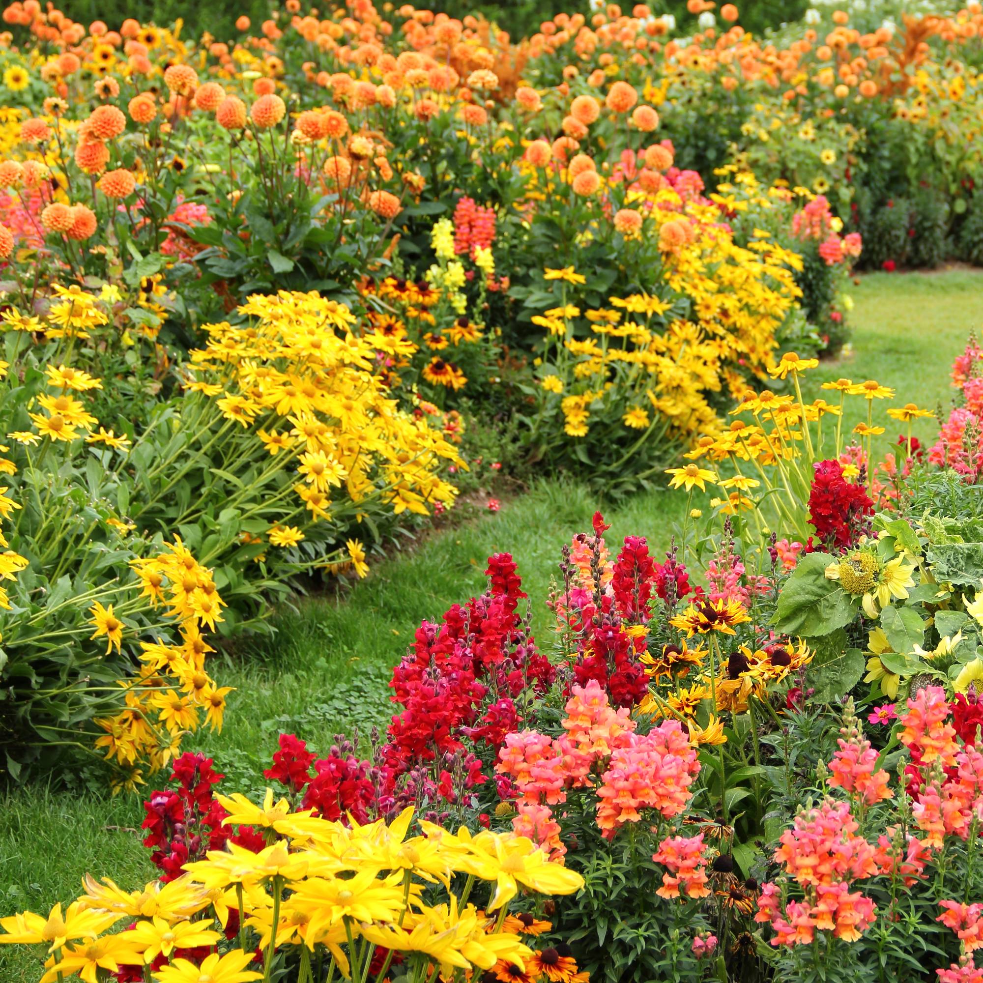 Yellow red and orange flowers along a grassy path
