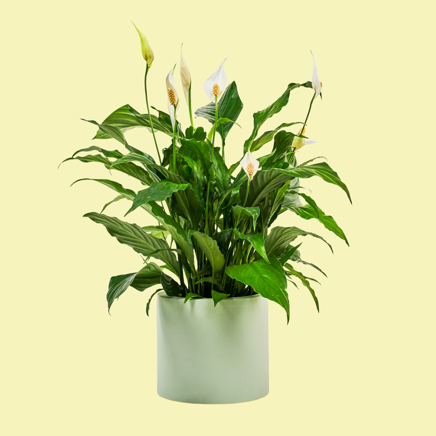 A potted peace lily