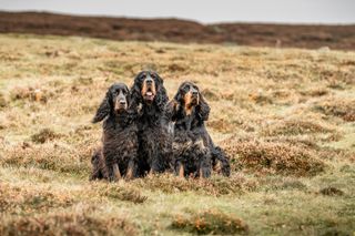 Gordon Setters