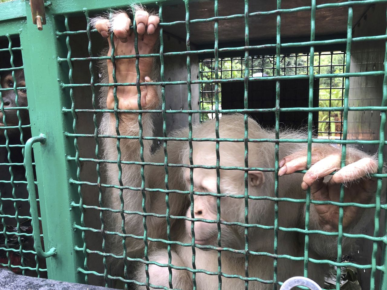 Albino orangutan.