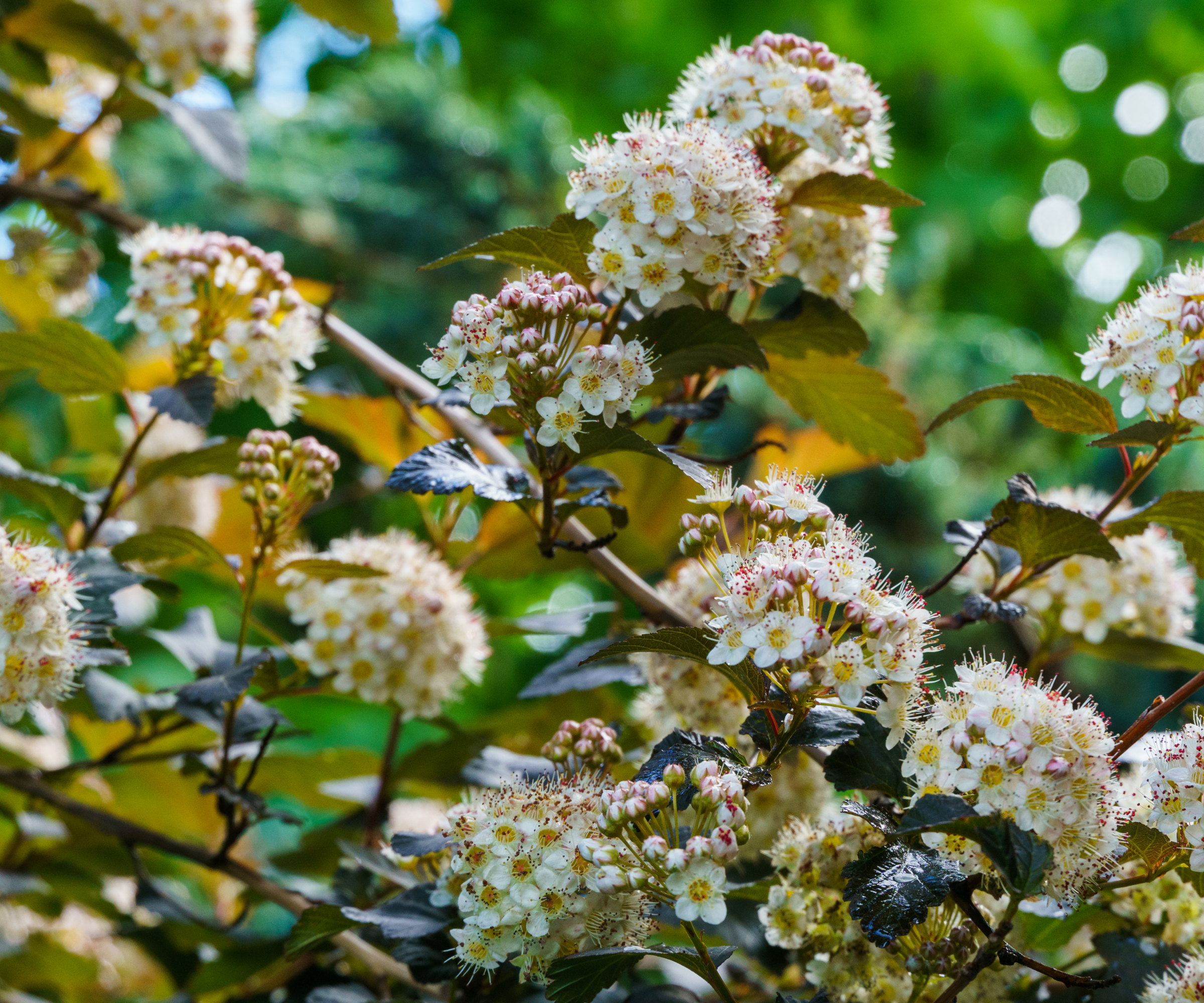 White flowers on a dark ninebark shrub in spring