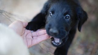 Retriever puppy mouthing hand of owner