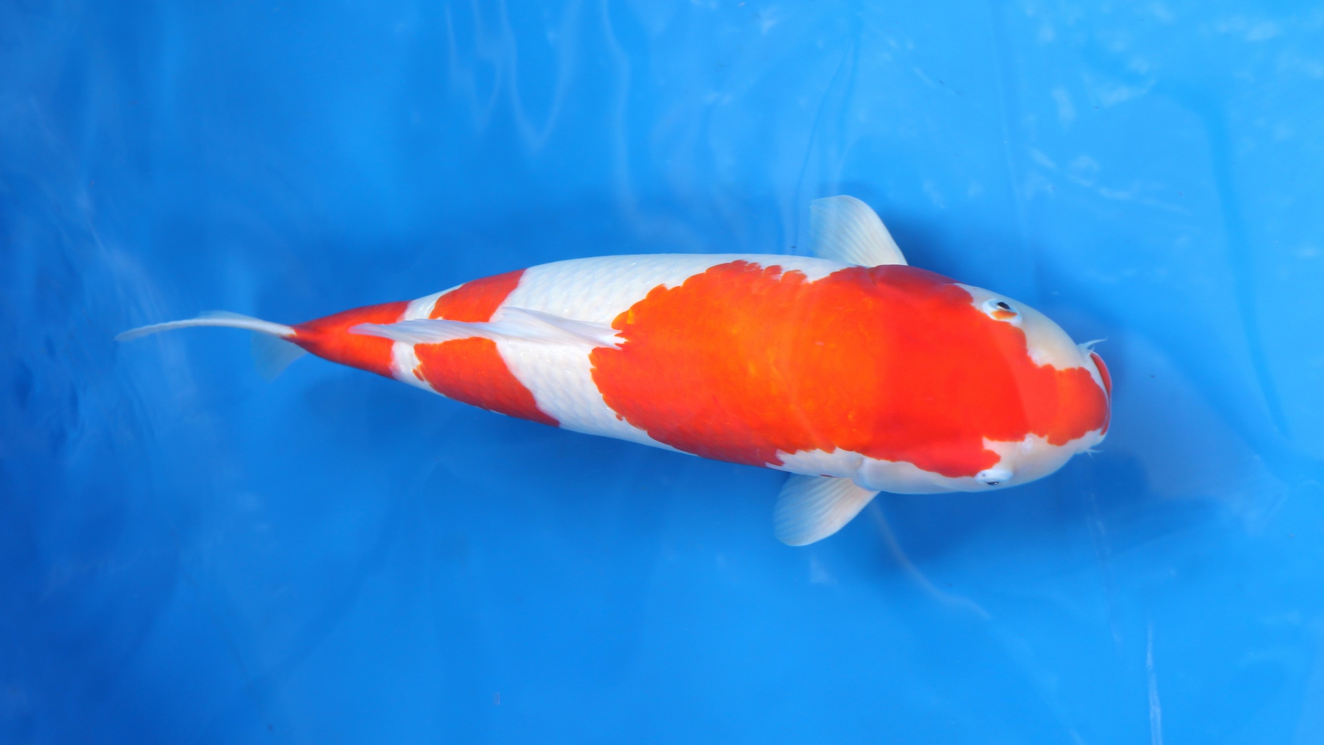 Koi