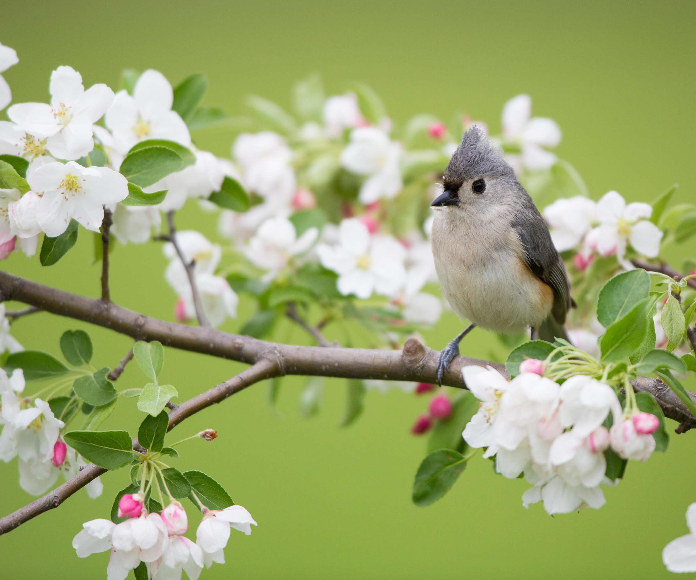 Tufted titmouse perched in crab apple tree