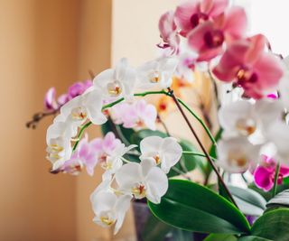White and pink moth orchids