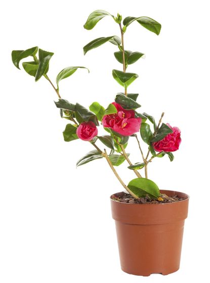 Container Grown Camellia Plant