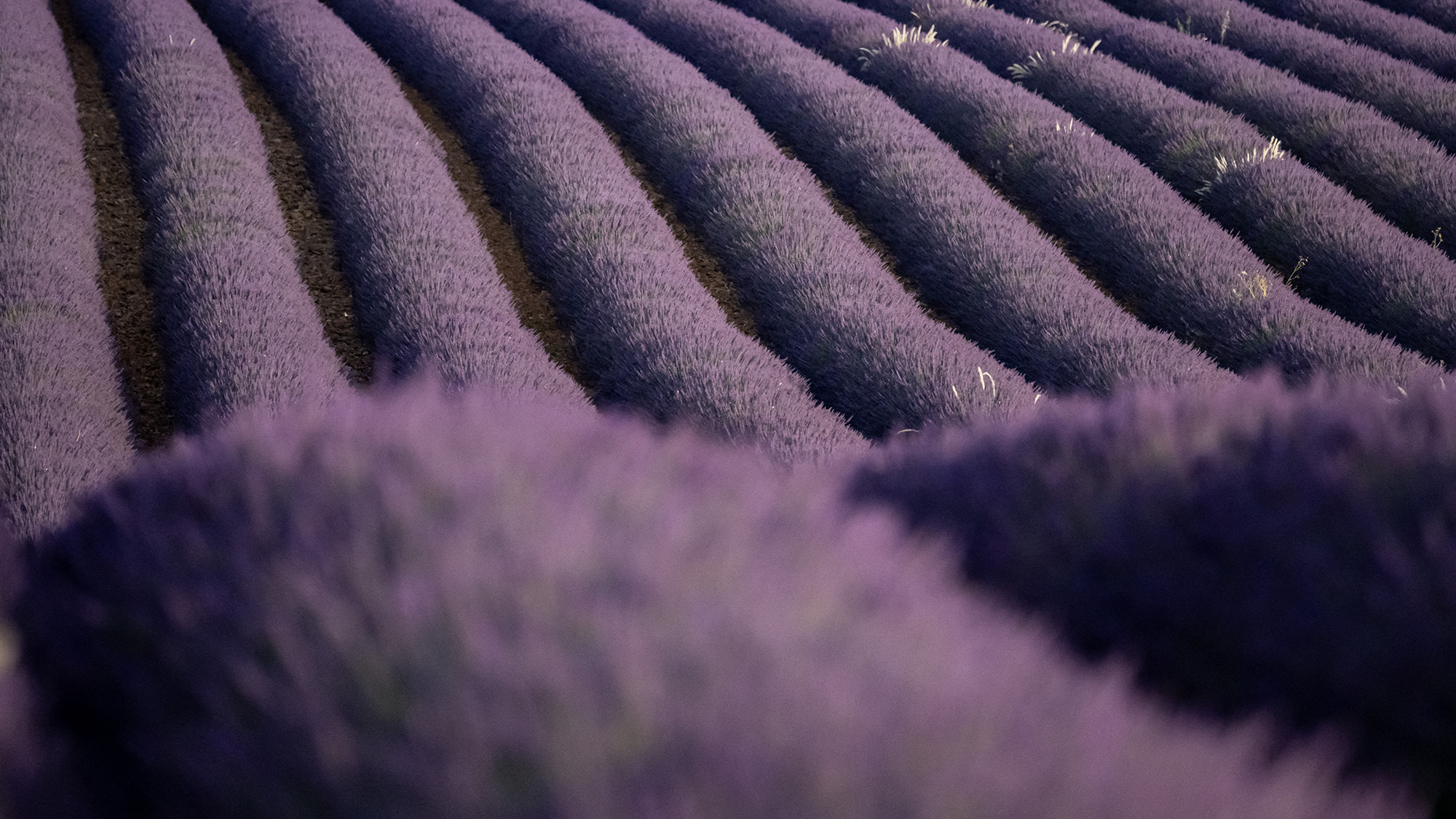 Rolling fields of lavender bushes bloom in Valensole, France