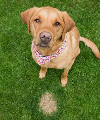 dog with urine patch on lawn