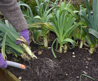 Lifting leeks from the garden