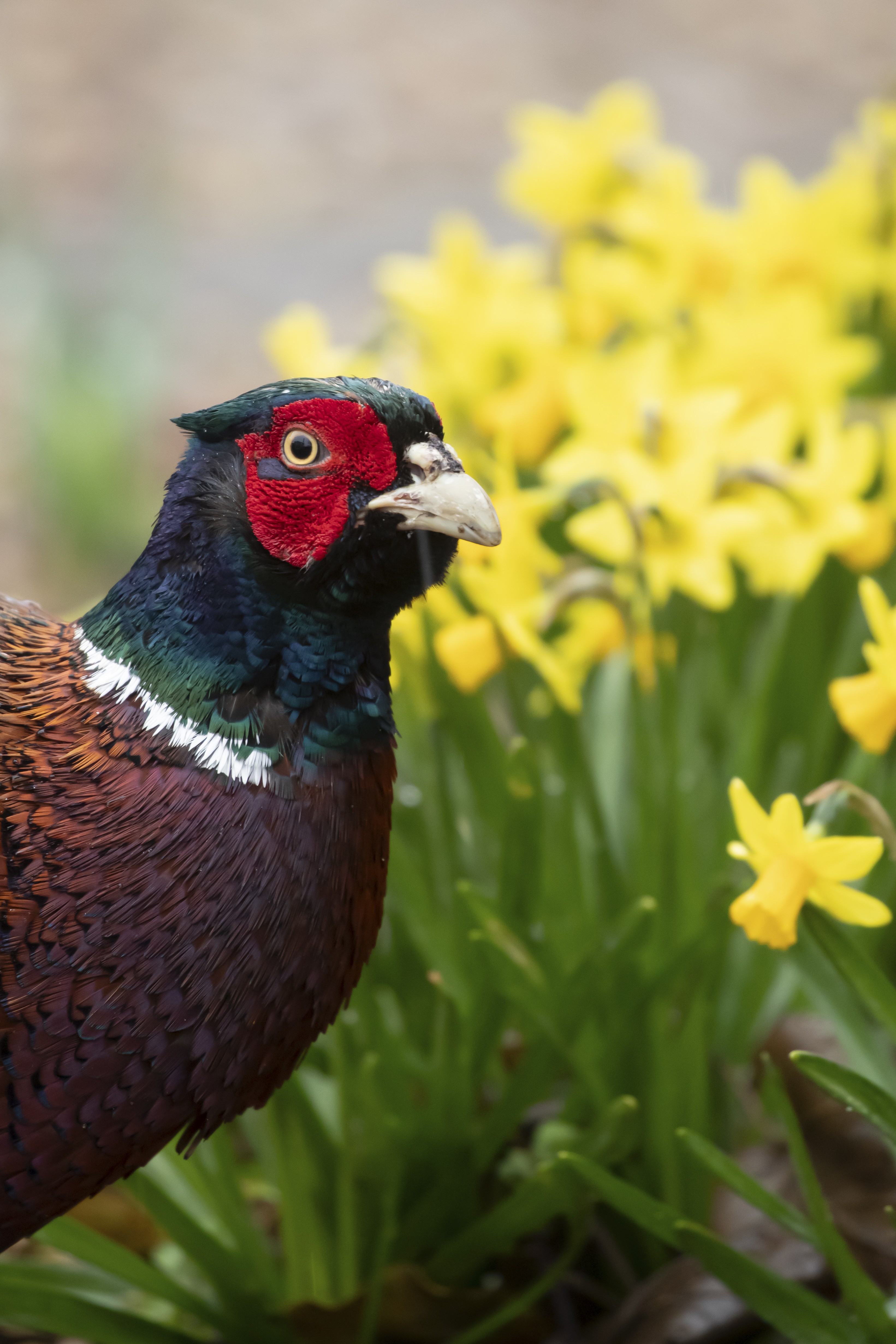 Pheasant