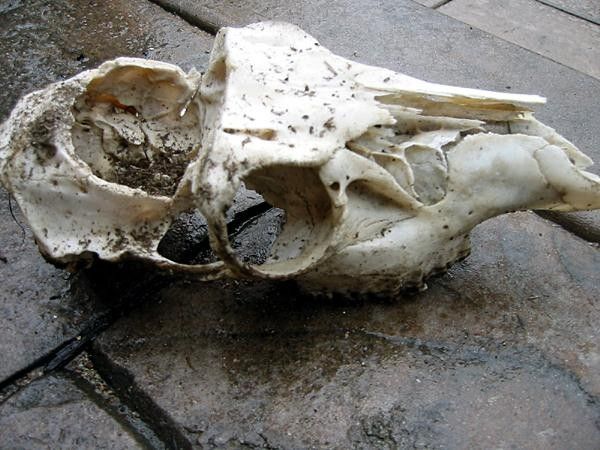 The skull that Megan found