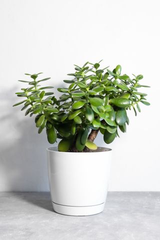 jade plant in a white pot