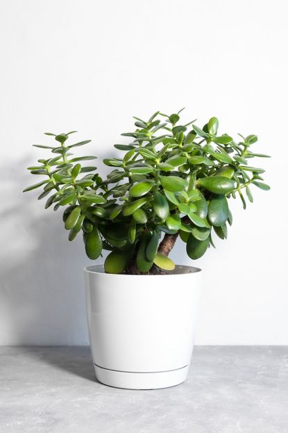 House plants that will reduce stress: according to experts