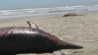 At least 877 dolphins have washed ashore in Nothern Peru since February.