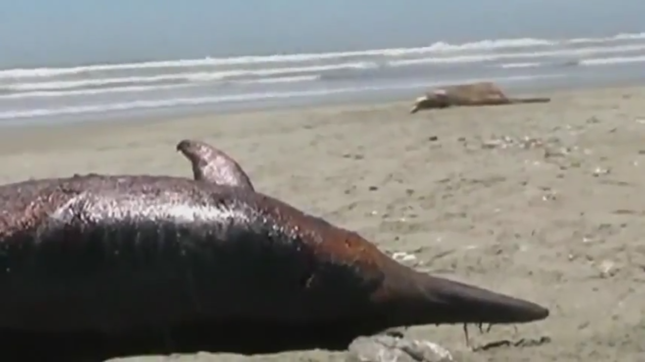 Official: 'Natural causes' behind dolphin deaths in Peru