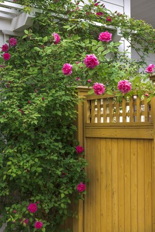 A backyard with a wooden fence and a trellis fence topper with pink flowers growing along it