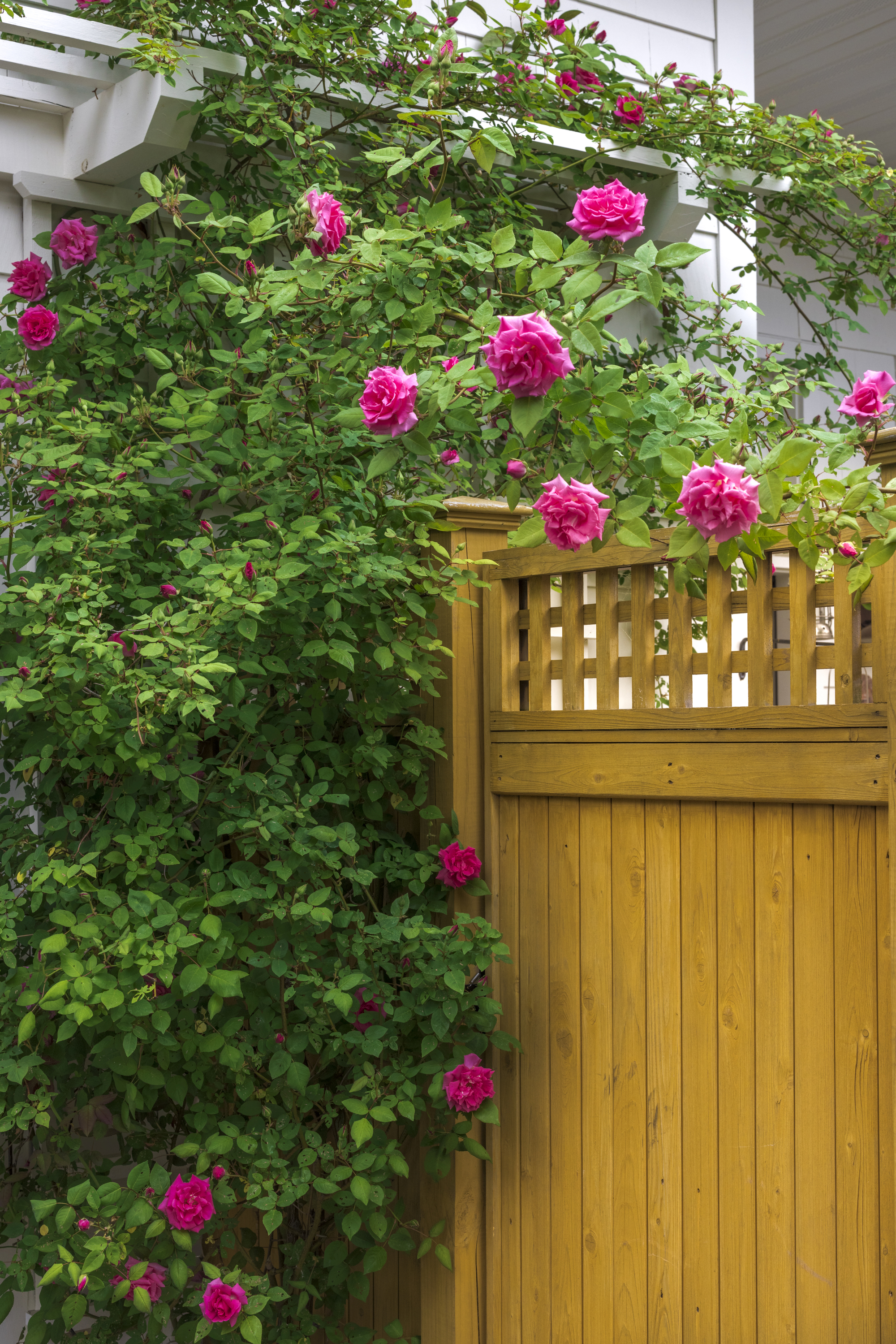 How To Use A Fence Topper For Extra Backyard Privacy