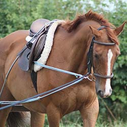 FM-lunging