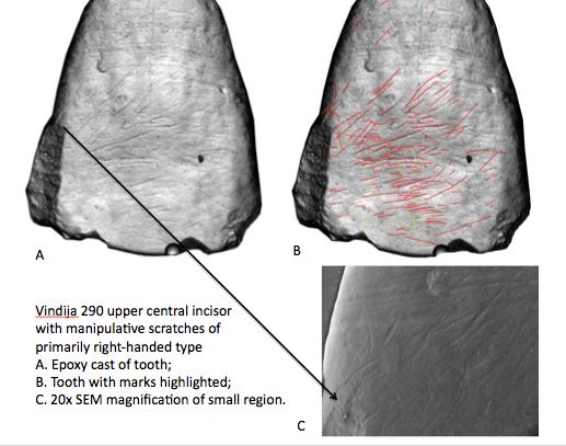 Scratch marks on the teeth of ancient humans indicate they were mostly right-handed. 