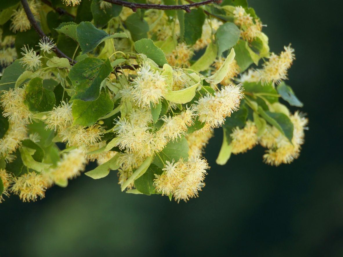 Diseased Linden Tree