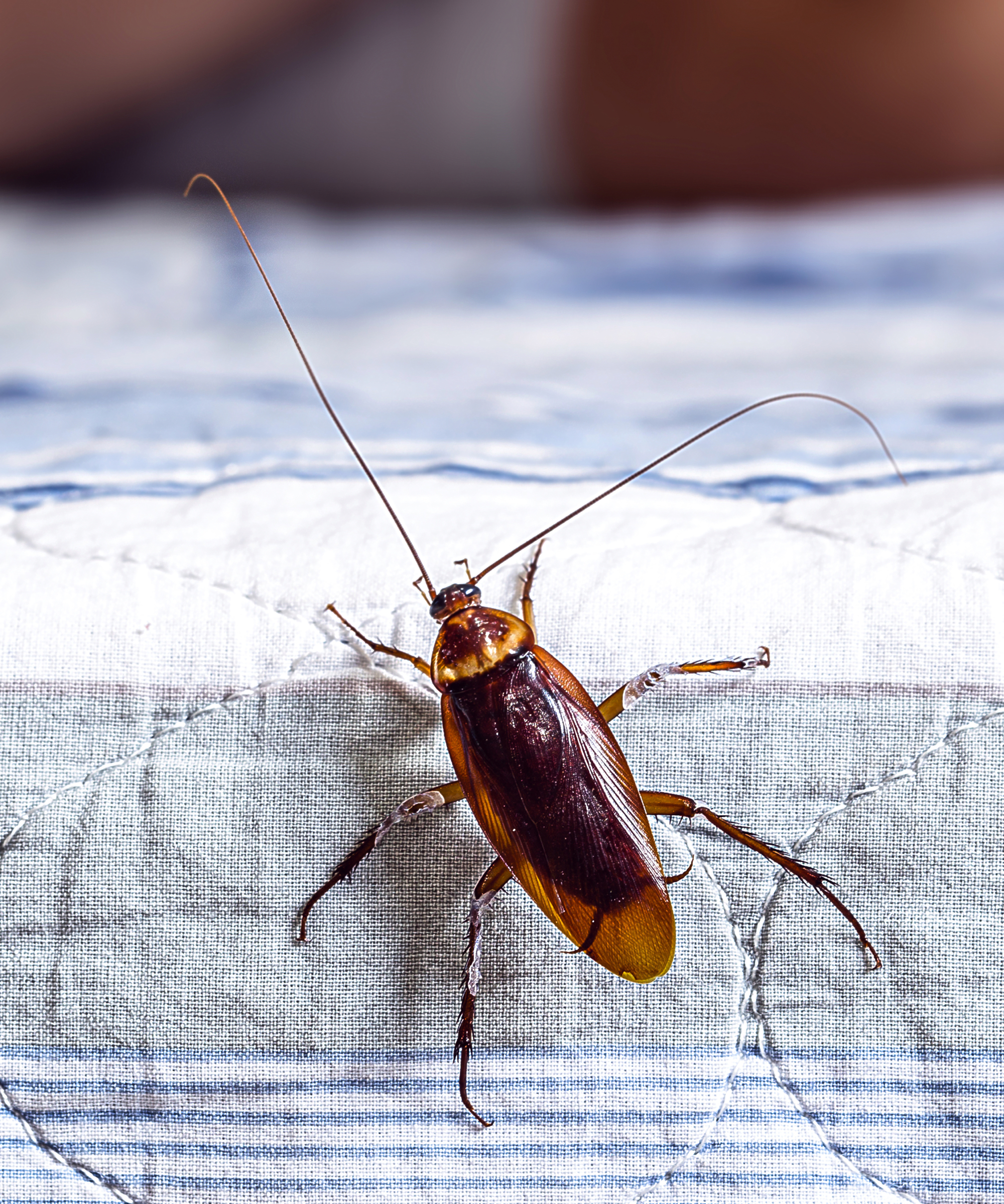 Cockroach climbing on bed