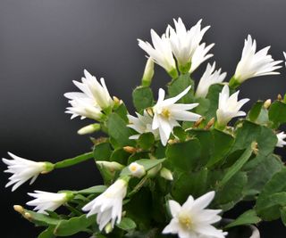 Easter cactus with white flowers