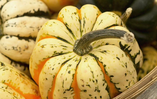 Squash