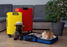 A dog and cat are seated with assorted luggage inside a living room.