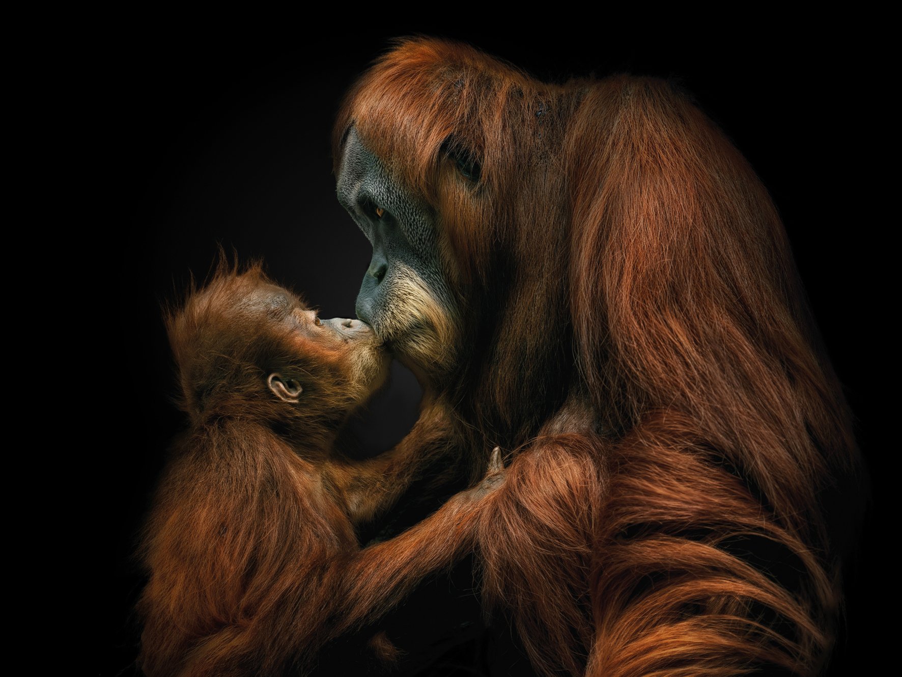 A tender moment between a mother orangutan and her baby, sharing a gentle kiss against a black background