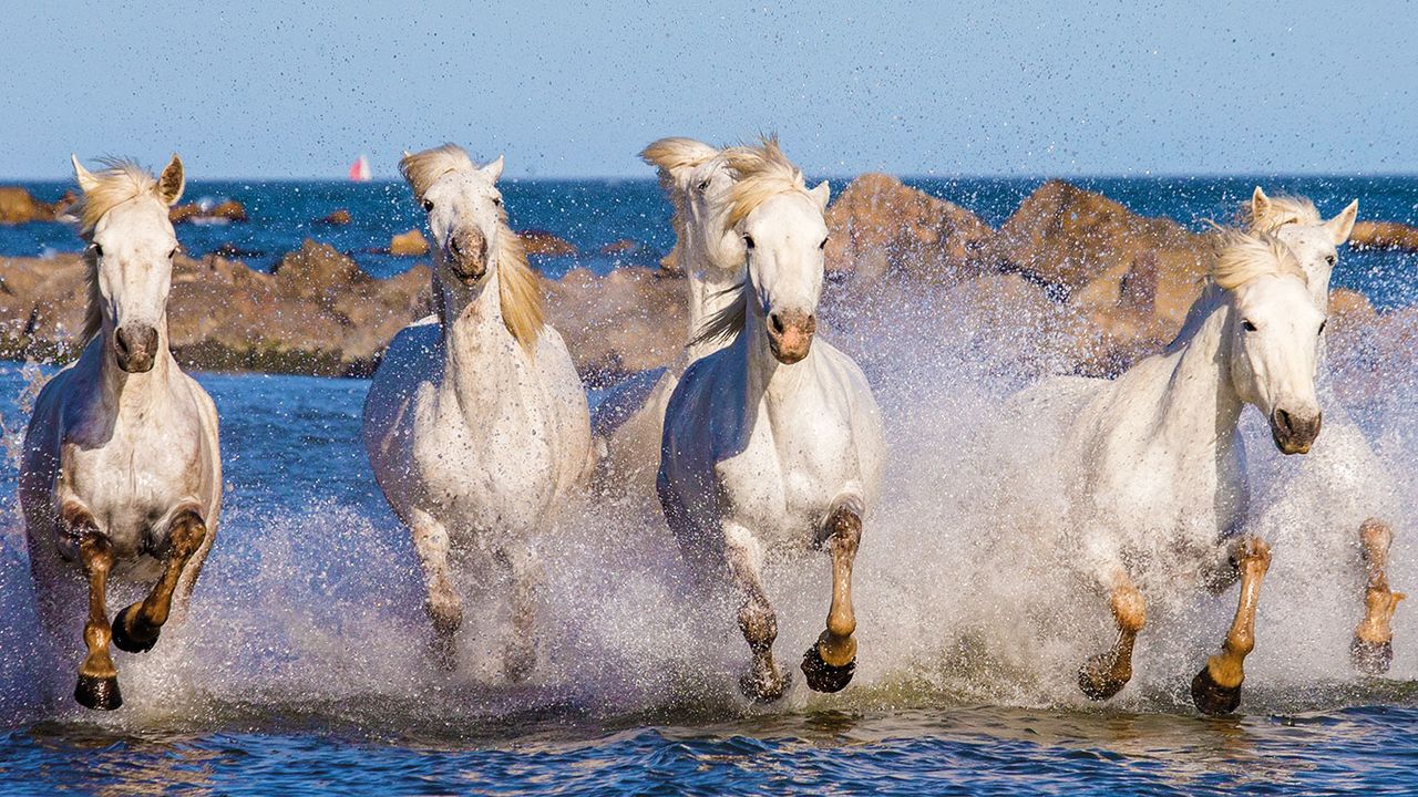 Camargue horses