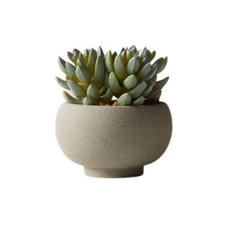 Succulent in ceramic bowl