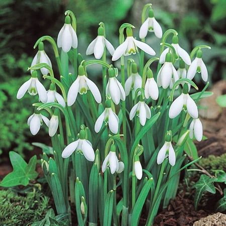  Snowdrop Bulbs
