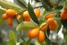 Kumquat Tree Full Of Fruits