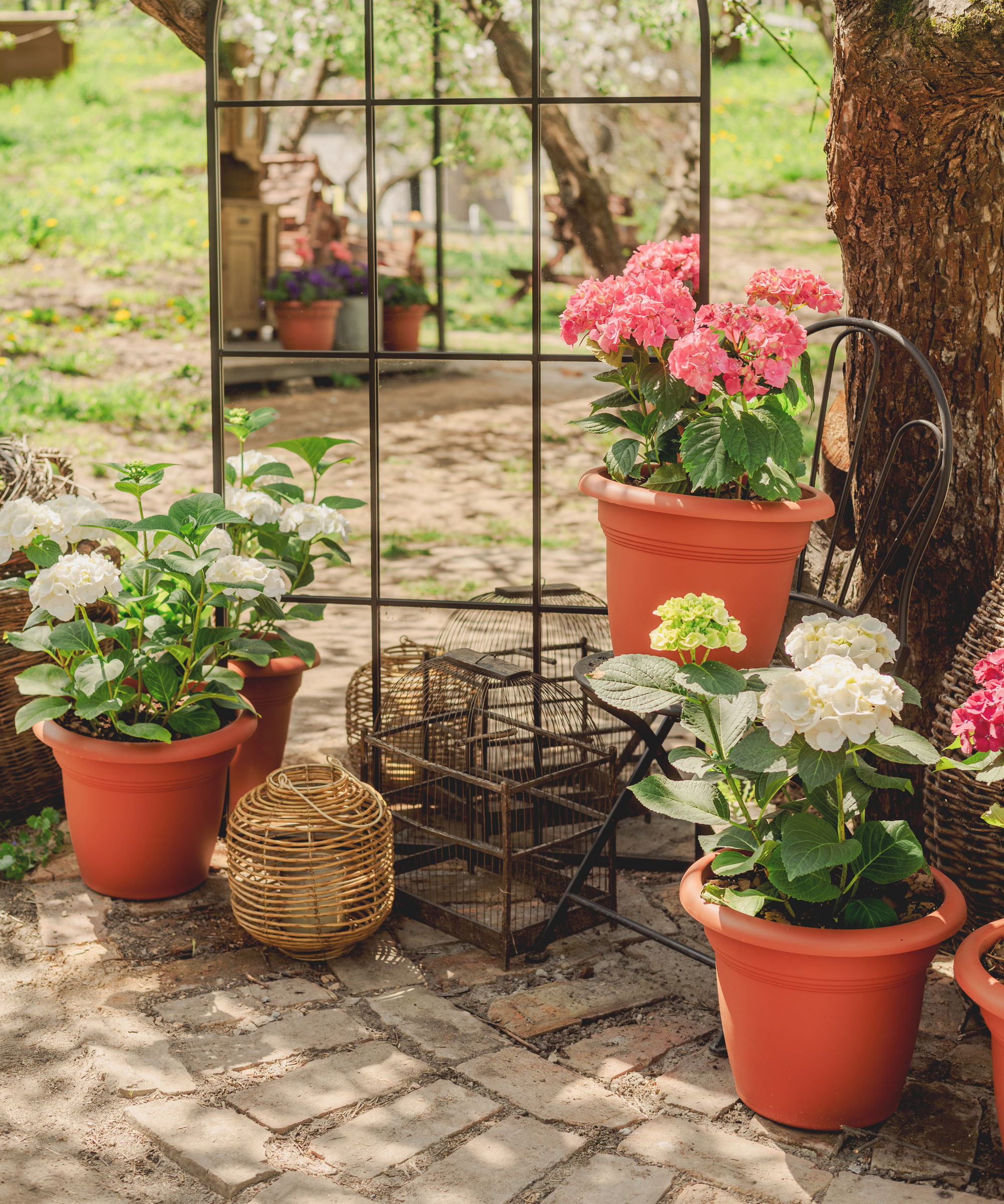 mixed hydrangea in large pots in garden