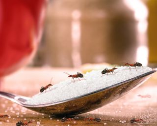 Sweet ants eating sugar on spoon, insect problem and rpaga inside the kitchen