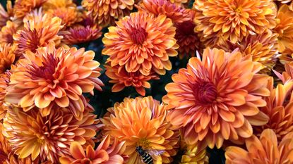 chrysanthemums flowering in fall garden